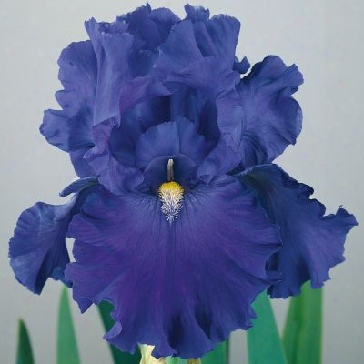 Blue Suede Shoes Iris