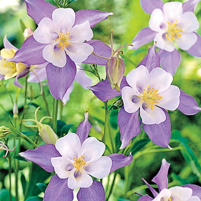 Bluebird Columbine