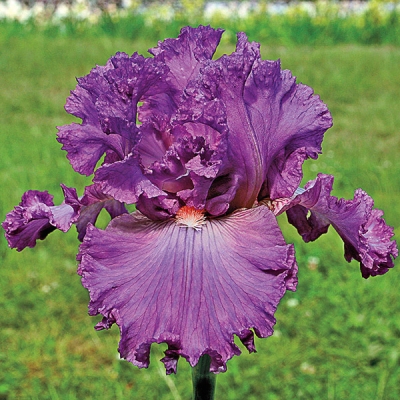 Bolshoi Iris