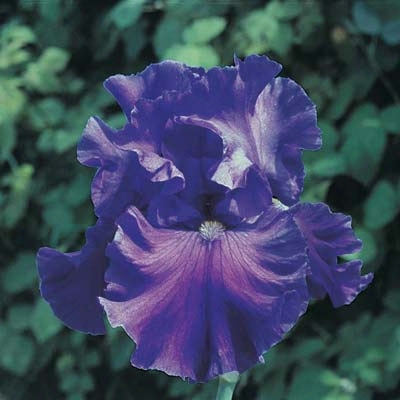 Braekers Iris