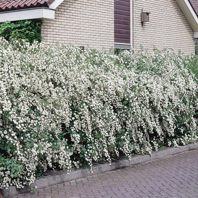 Bridal White Jumbo 10-15' Spirea