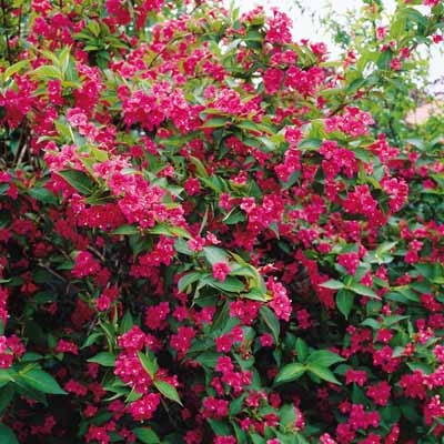 Bristol Ruby Weigela