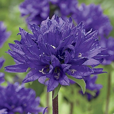 Campanula Superba