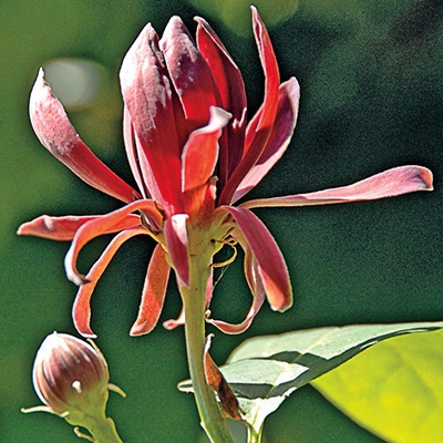 Carolina Allspice