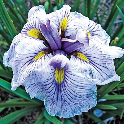 Catrina Japanese Iris