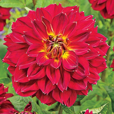 Cherbourg Dahlia