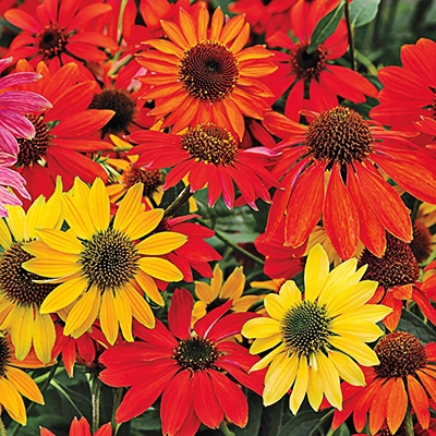 Cheyenne Spirit Coneflower Mix