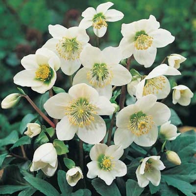 Christmas Rose