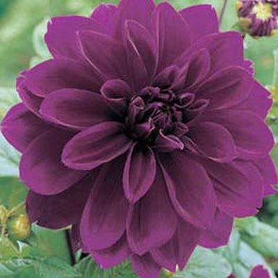 Ctiy Of Wellston Dinner Plate Dahlia