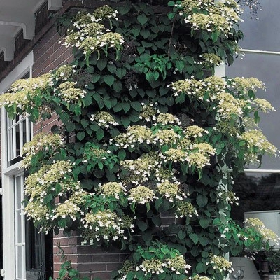 Climbing Hydrangea