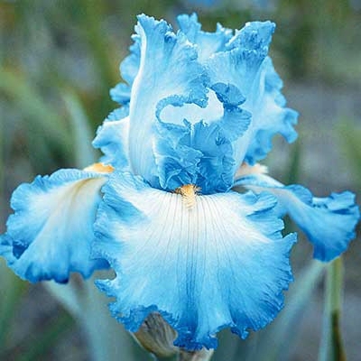 Cloud Ballet Iris