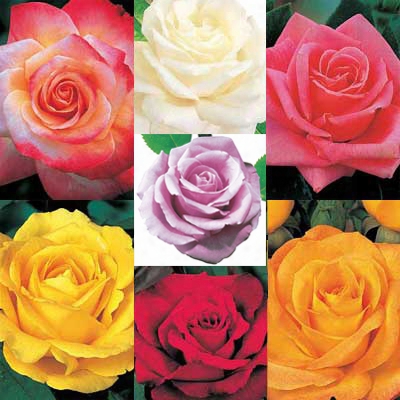 Color Special Rose Collection