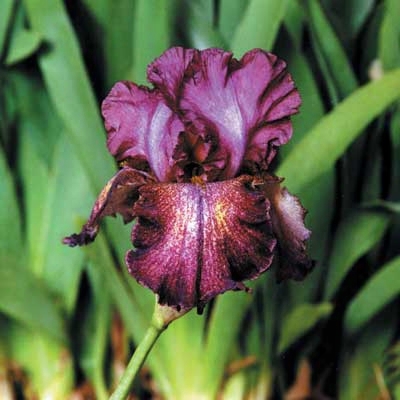 Color Tart Iris