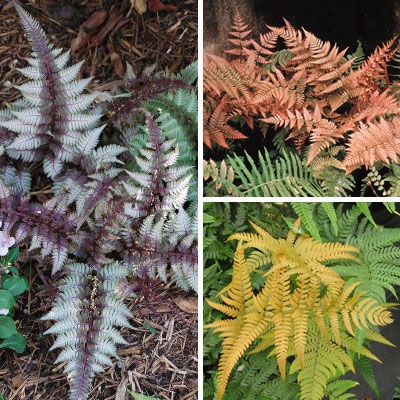 Colorful Fern Collection