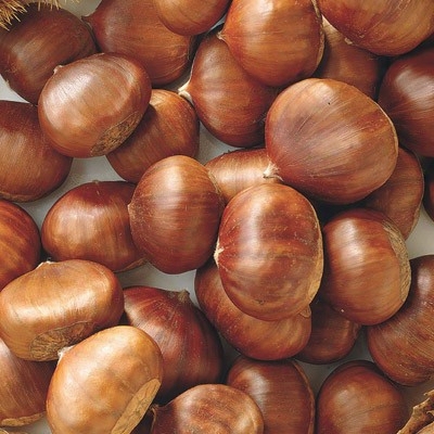 Colossal Chestnut