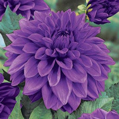 Commando Dinner Plate Dahlia