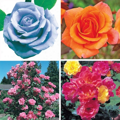 Complete Climbing Rose Collection