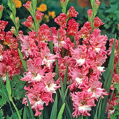 Coral Lace Gladiolus