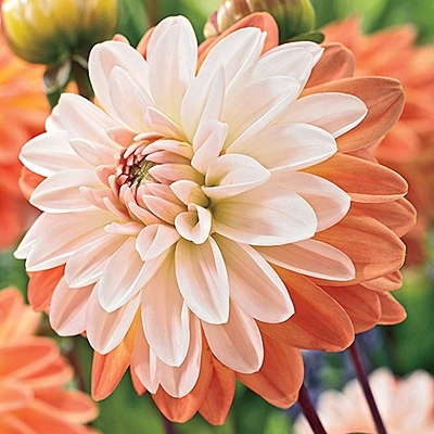 Coupe De Soleil Dahlia