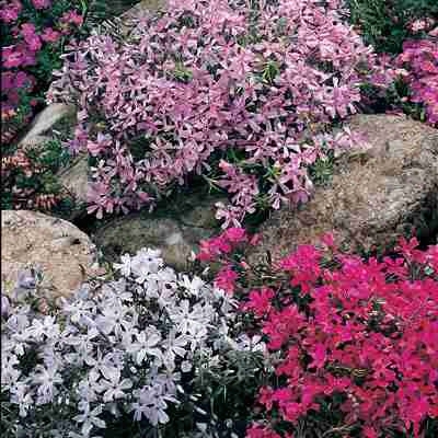 Creeping Phlox