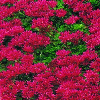 Creeping Red Dragon's Blood Sedum