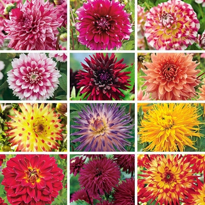 Dahlia Heaven Collection