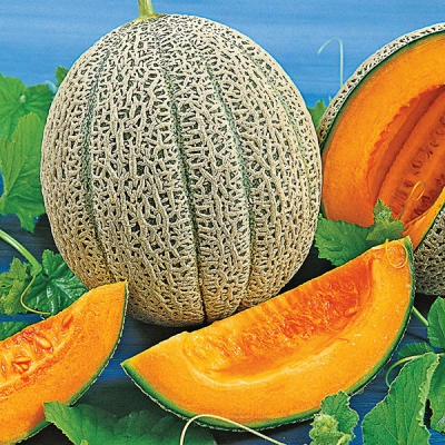 Delightful Muskmelon