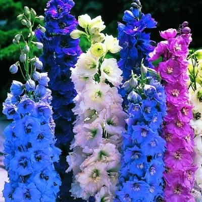 Delphinium