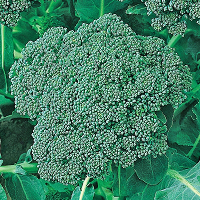 Diciccio Broccoli