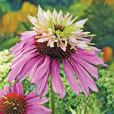 Double Decker Coneflower