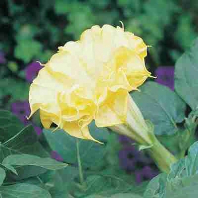 Double Yellow Angel Trumpet