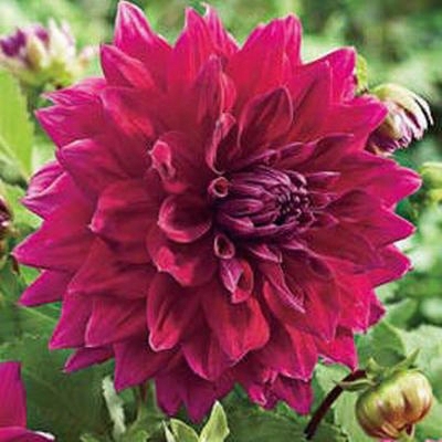 Drummer Boy Dinner Plate Dahlia