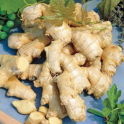 Edible Ginger