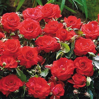 Fantasy Red Ground Cover Rose