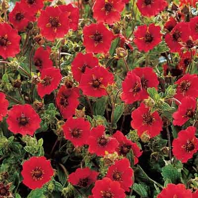 Fire Flames Potentilla