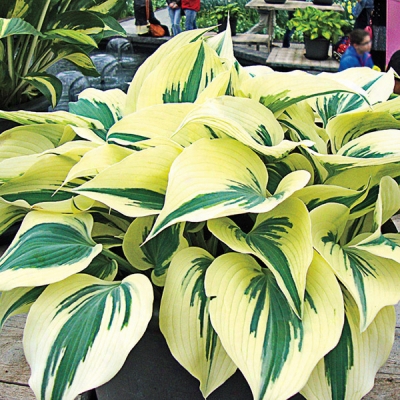 Firn Line Hosta