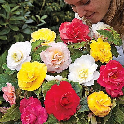 Fragrant Mix Begonia