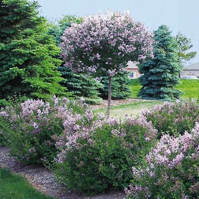 Fragrant Persian Lilac Garden