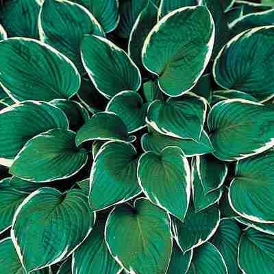 Francee Hosta