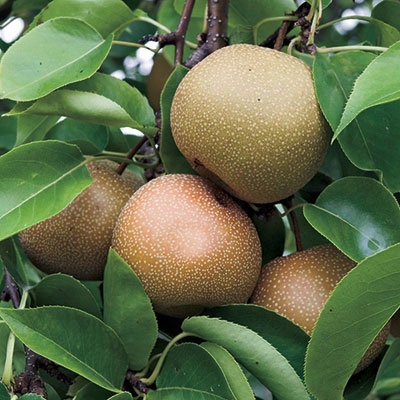 Giant Asian Pear