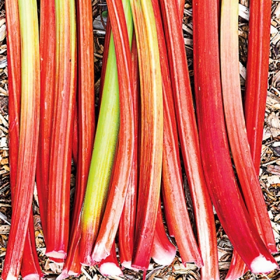 Glaskins Red Rhubarb