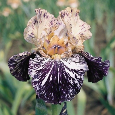 Gnus Flash Iris