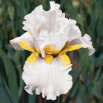 Gold Kist Iris