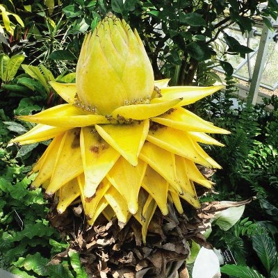 Golden Lotus Banana