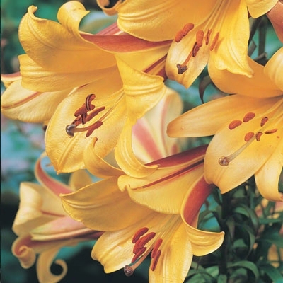 Golden Splendor Trumpet Lily