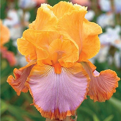 Grand Canyon Sunset Iris