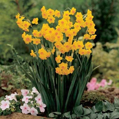 Grand Soleil D'or Summer Daffodil