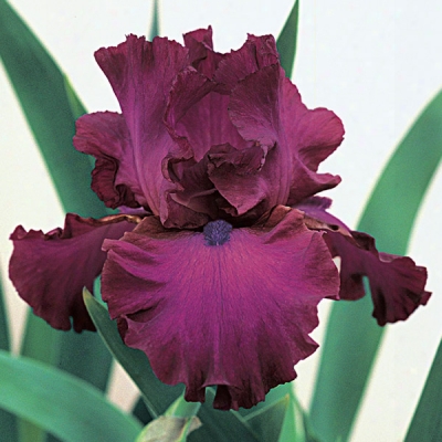 Gypsy Romance Iris