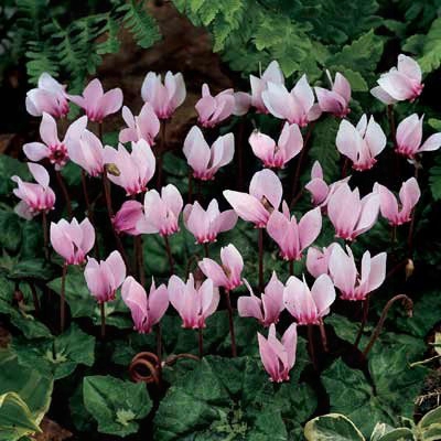 Hardy Cyclamen