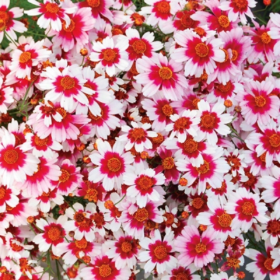 Heaven Gate Coreopsis